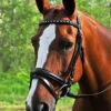 KL Select Red Barn Cadence Dressage Bridle -For the Horse Store CADENCE