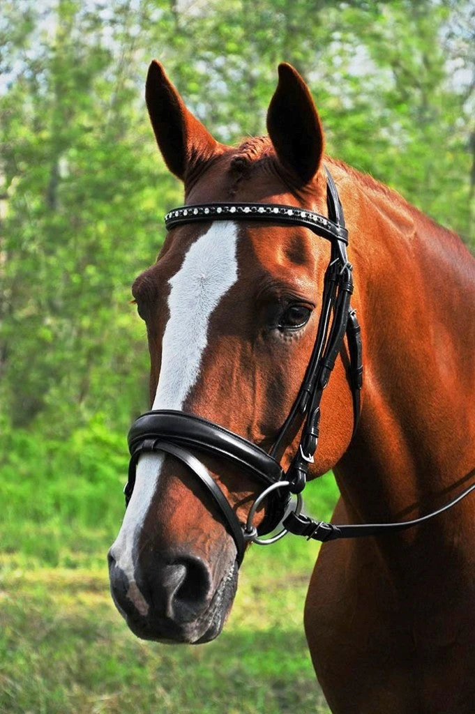 KL Select Red Barn Cadence Dressage Bridle 3 KL Select Red Barn Cadence Dressage Bridle