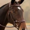 KL Select Tucson Bridle -For the Horse Store JW304373 1 683x1024 1