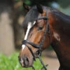 Kavalkade Ivy Dressage Bridle -For the Horse Store kavivy